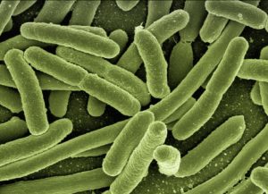 koli-bacteria-123081_1920 (1)