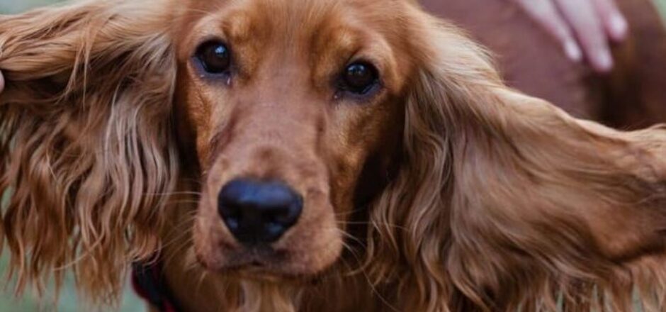 cocker spaniel